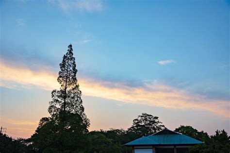 Premium Photo | Tree on sunset sky background