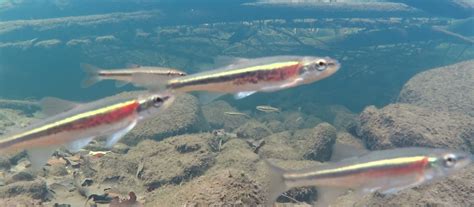 Within Reach: Investigating Redside Dace Overwintering Habitat - Toronto and Region Conservation ...