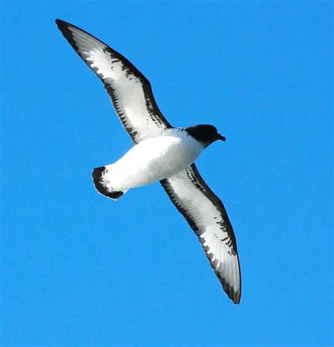 Antarctic petrel - Facts, Diet, Habitat & Pictures on Animalia.bio