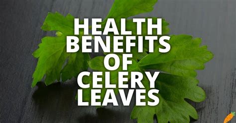 23 Potential Health Benefits Of Celery Leaves