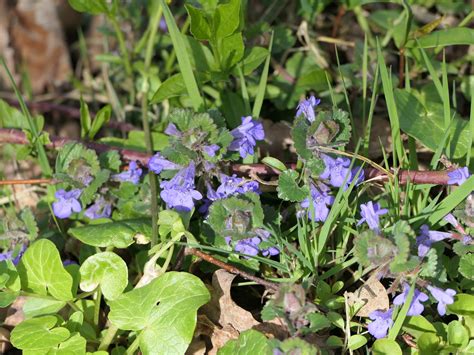 Gundermann Glechoma Hederacea Gundermann Glechoma Heder Flickr