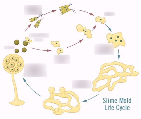 Life Cycle Plasmodium Slime Mold Optional Diagram Quizlet