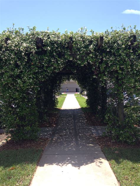 Pergola with jasmine | Pergola, Yard, Sidewalk