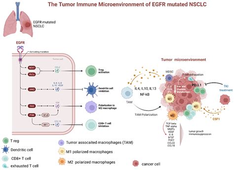 Role Of Tumor Microenvironment And Egfr Mutations Encyclopedia Mdpi