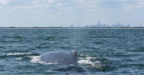 See It Humpback Whale Photographed Swimming In Front Of New York City
