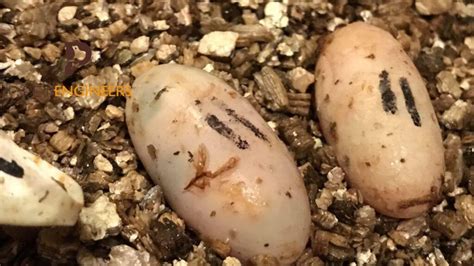 Guide To Identifying Crested Gecko Egg Hatching Signs In 2022