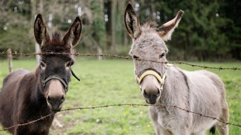 Respira Muy Profundo Antes De Conocer Por Qu Los Burros Cambiaron La