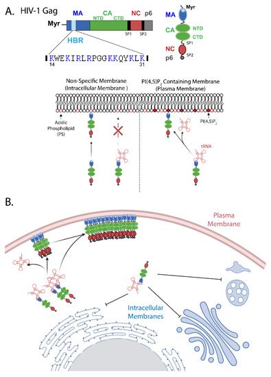 Viruses Free Full Text Relationship Between Hiv 1 Gag