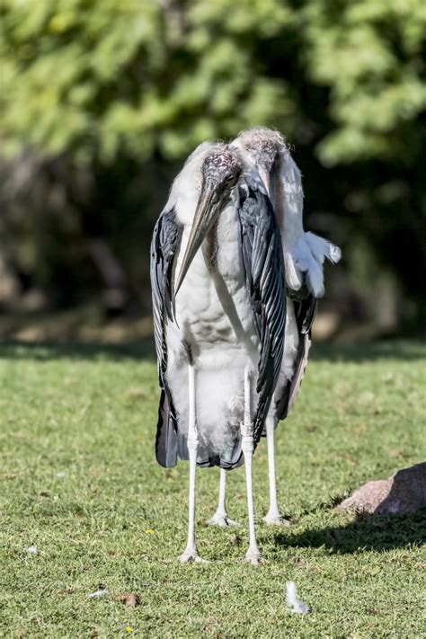 Marabou Stork Free Stock Photo - Public Domain Pictures