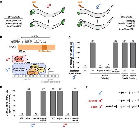 A Sex Specific Switch In A Single Glial Cell Patterns The Apical