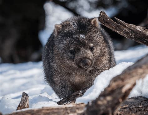 7 Day Tasmanian Wildlife and Wilderness Encounter Tour | Tasmania ...