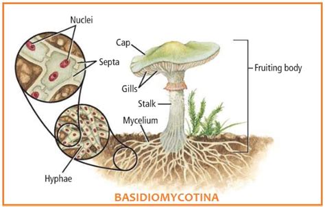 Biologi Gonzaga Kingdom Fungi