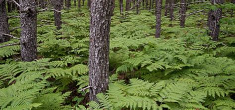 Bracken Fern | UVic Map Shop