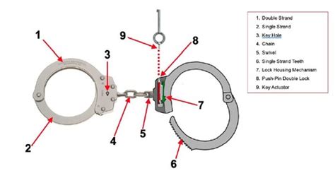 Handcuff diagram Flashcards | Quizlet