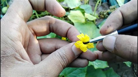 How To Pollinate Cucumber Male And Female Flower Youtube