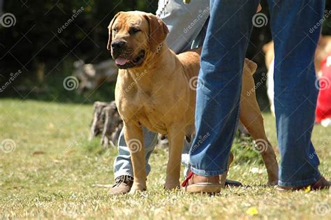 Alert Dog On Guard Stock Photo Image Of Bred Stare Full 1089630