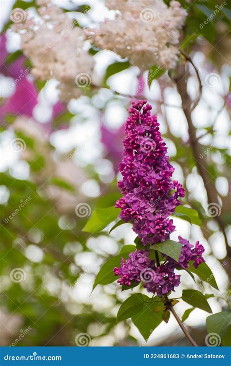 Red Pink Inflorescence Of Lilac On A Light Background With Green Leaves