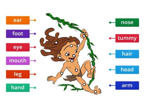 Label the Body Parts - Labelled diagram