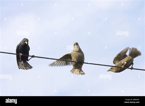 Parent et jeune Étourneau sansonnet Sturnus vulgaris assis sur le fil