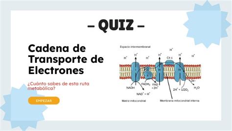 Cadena Transportadora De Electrones