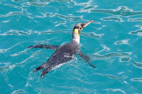 Penguin Swimming! How Fast Can A Penguin Swim? | Kidadl