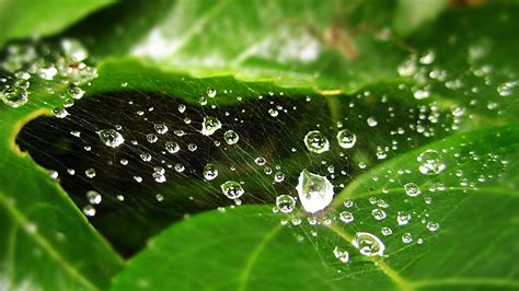 Gotas Agua Hojas Naturaleza Wallpapers Hd Desktop And Mobile