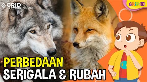 Serupa Tapi Tak Sama Ini Perbedaan Serigala Dan Rubah Fakta Menarik