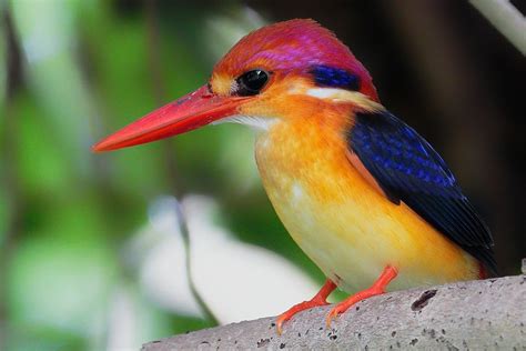 Oriental dwarf kingfisher, a rainbow by any other name - Australian ...