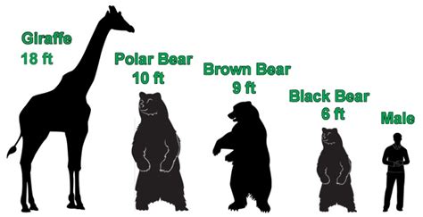 Bear Species Size Comparison Chart