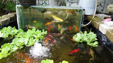 Upside Down Fish Tank Pond W Koi And Cichlids Youtube