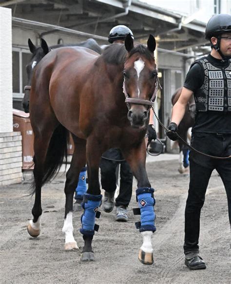 【天皇賞・秋】レーベンスティールに躍動感、山崎助手「バランスが良くなってきた」 競馬 日刊スポーツ