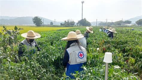 충남적십자사 대학적십자rcy일손돕기 농촌봉사활동실시