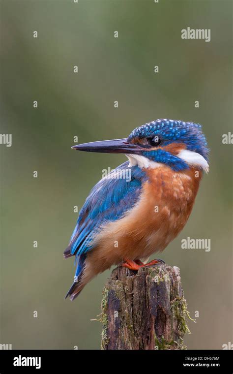 Male Common Kingfisher Alcedo Atthis Sat On Post Looking Back Over