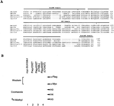 H3 Speci®c Histone Methyltransferase Assay With Eset Protein A Download Scientific Diagram