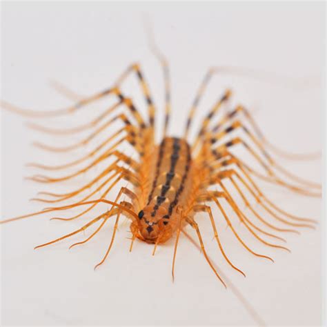 House Centipede - Antworks Pest Control | Pest Control and Exterminator ...