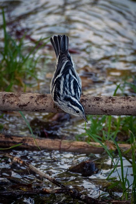 Best Black-and-white Warbler Posts - Reddit