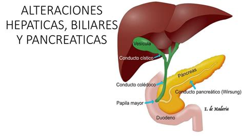 Anatom A Hepatobiliar Y P Ncreas Jazmin Gonzales Udocz