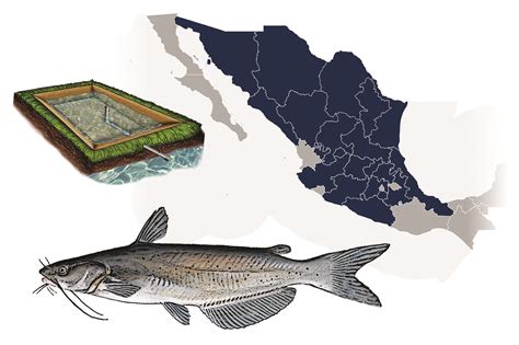 Acuacultura Bagre De Canal Instituto Nacional De Pesca Gobierno