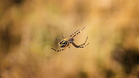 Spider Camouflage By Tiziano Crescia On 500px