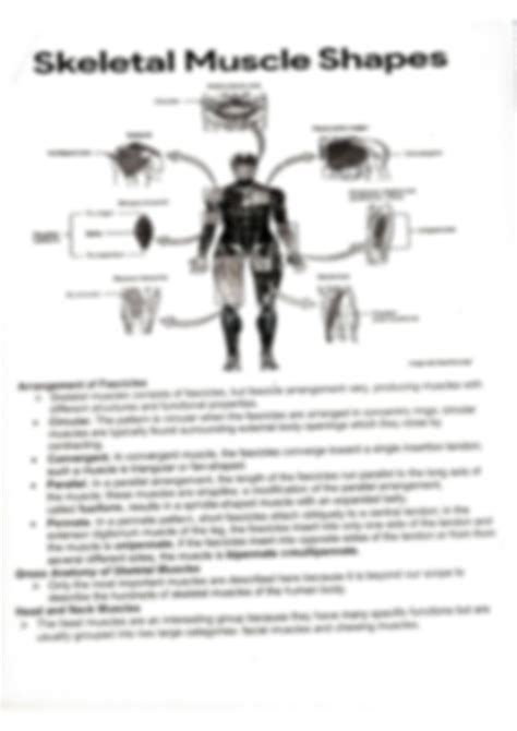 Solution Muscular System Anatomy And Physiology Studypool