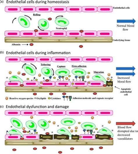 A During Homeostasis Endothelial Cells Maintain Adequate Vascular