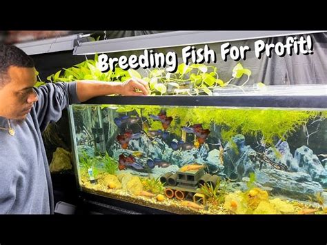 How To Breed Fish For Profit A Beginners Guide