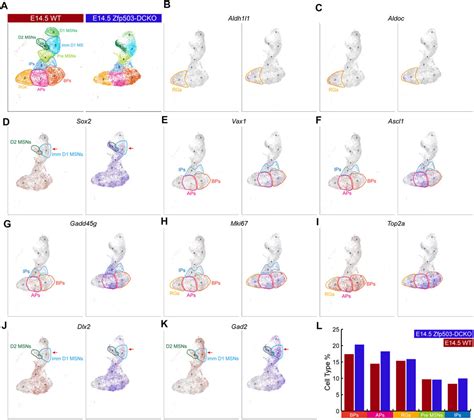 Frontiers The Transcription Factor Zfp Promotes The D Msn