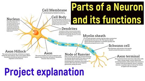 Neuron Diagram And Functions Psychology Parts Of The Brain: