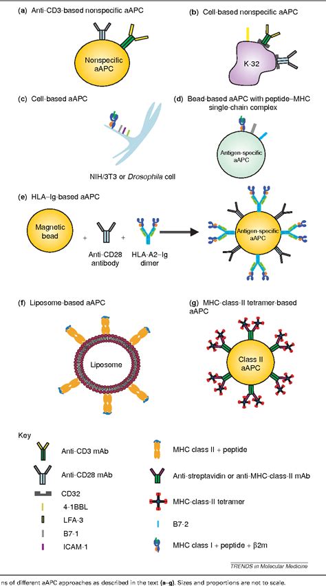 Antigen Presenting Cells