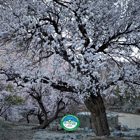 Hunza Cherry Blossom Tour by Hunza Explorers