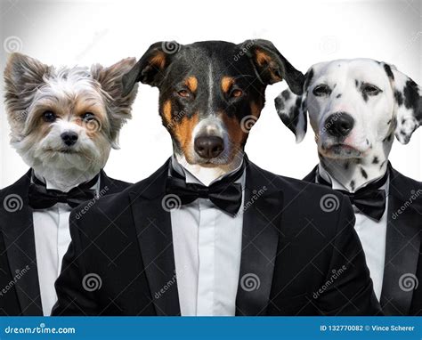 Portrait Of Dogs In A Business Suit Stock Photo Image Of Golden