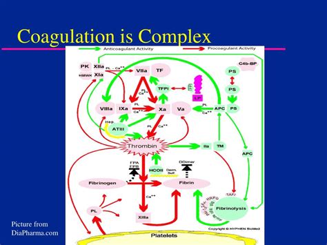 Ppt Coagulation Testing Powerpoint Presentation Id 237831