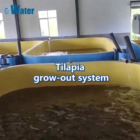 Ras Shrimp Farmingaquaculture Ras Systemsrecirculating Aquaculture