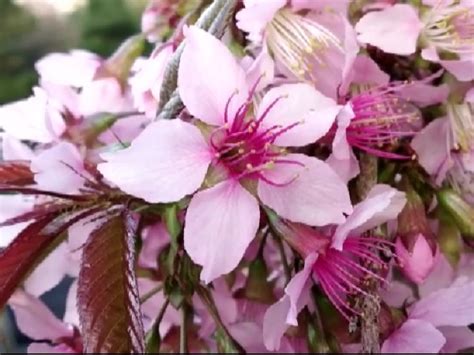 Pretty In Pink: Not A Foreign Land, These Stunning Images Of Cherry ...